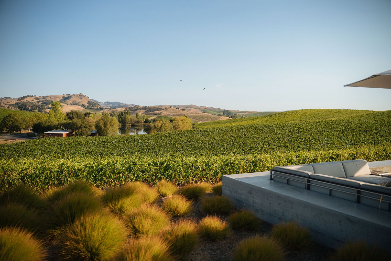 The Cuvaison vineyard in Carneros, seen from the estate terrace.