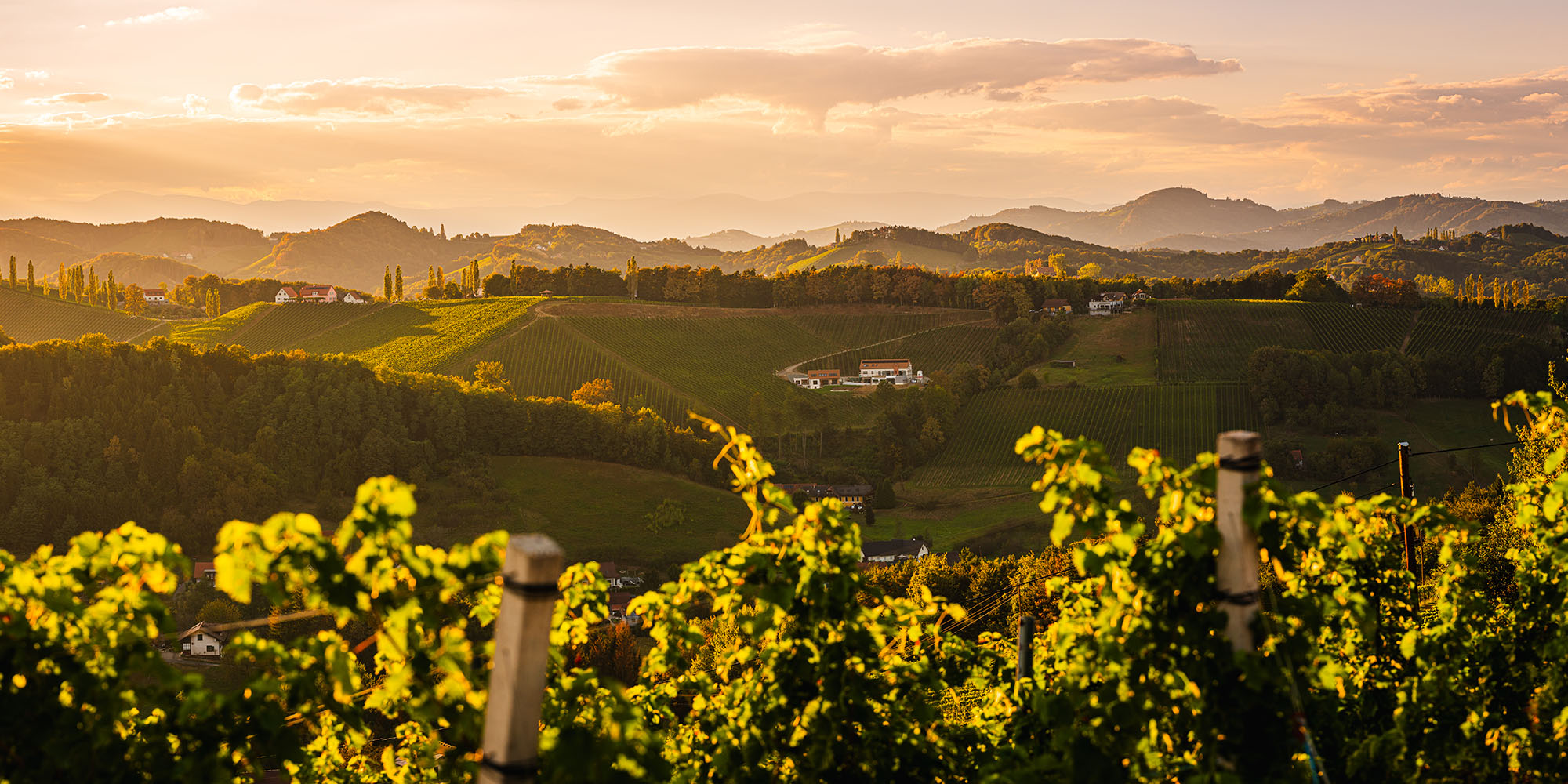 Shopify for Wineries: Addressing the "One-Stop Shop" Concern