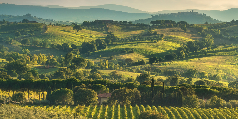 Why Wineries Are Leaning Into Technology for Growth